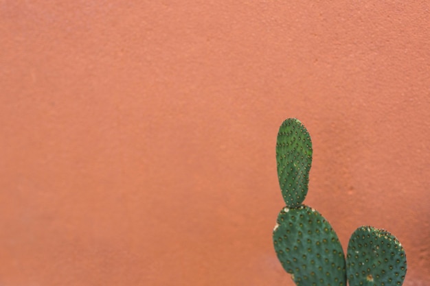 Foto stekelige peer nopales cactus tegen bruine achtergrond