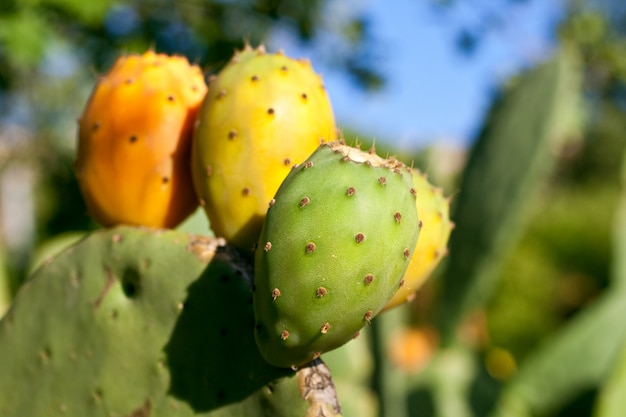 Stekelige peren op cactus