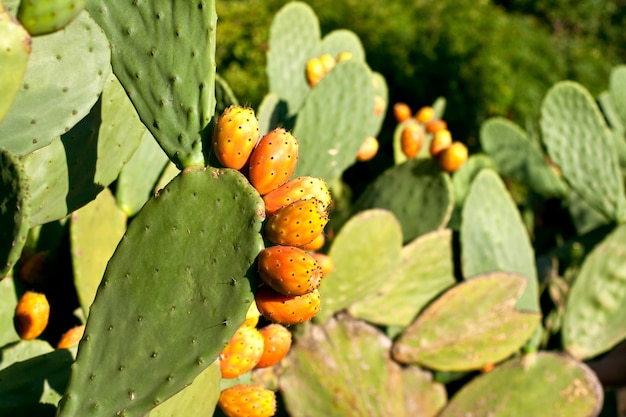 Stekelige peren op cactus