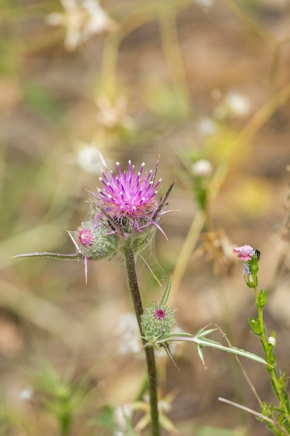 Stekelige plant bloeiend rood close-up