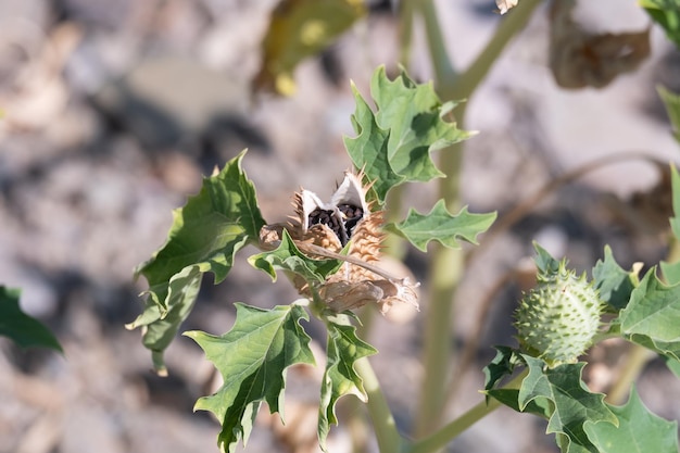 Foto stekelige zaadcapsule van trompetvormige bloem van hallucinogene plant duivelstrompet open zaden binnenin