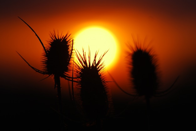 Stekels, droge planten bij zonsondergang