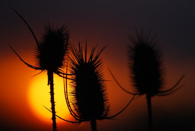 Stekels, droge planten bij zonsondergang