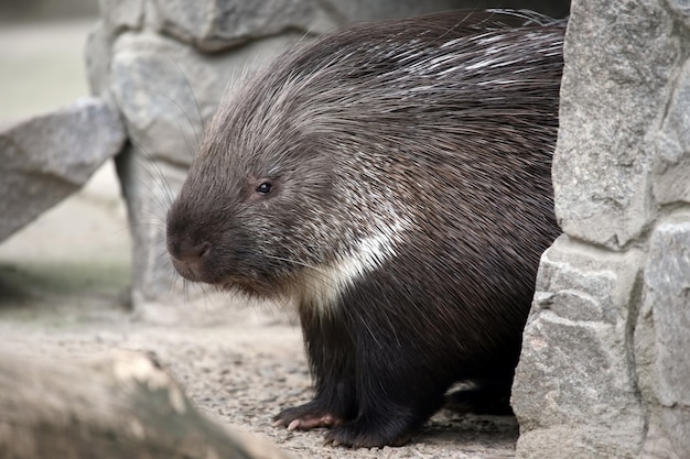 Stekelvarken op een achtergrond van stenen. Zoölogie en fauna van zoogdieren