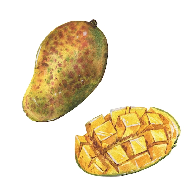 Stel rijpe mango segment geïsoleerd op witte achtergrond aquarel hand getrokken botanische realistische illustrati