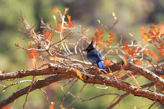 Stellar's Jay in Autumn