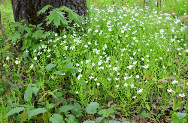 Photo stellaria graminea flowers on the lawn in the forest copy space