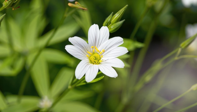 Stellaria holostea flower in the garden