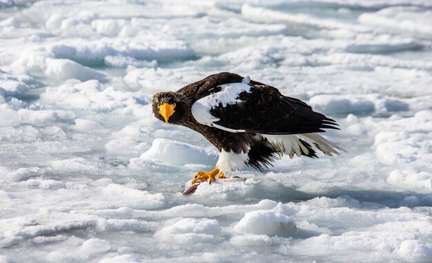 オオワシは、獲物を爪に入れて氷の上に座っています。日本。ハッカイド。知床半島。知床国立公園。