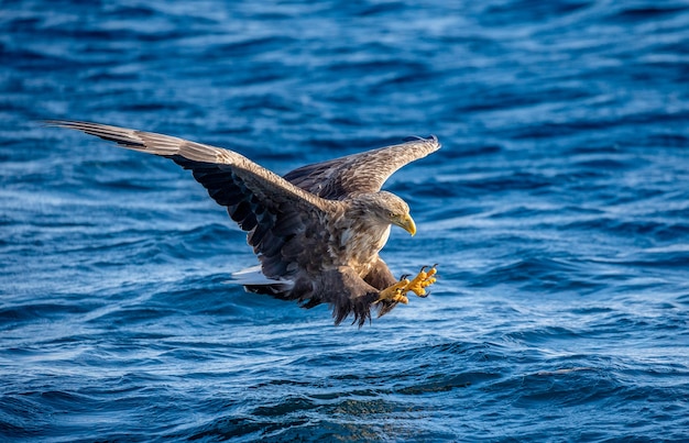 Foto l'aquila di mare di steller in natura