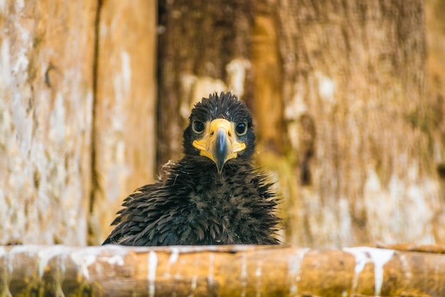 Steller's sea eagle young chick