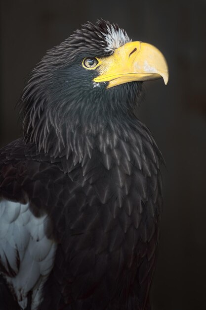 Steller's sea eagle