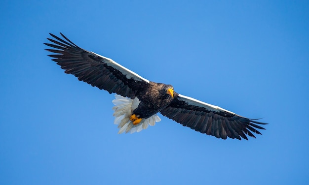 Steller sea eagle in flight