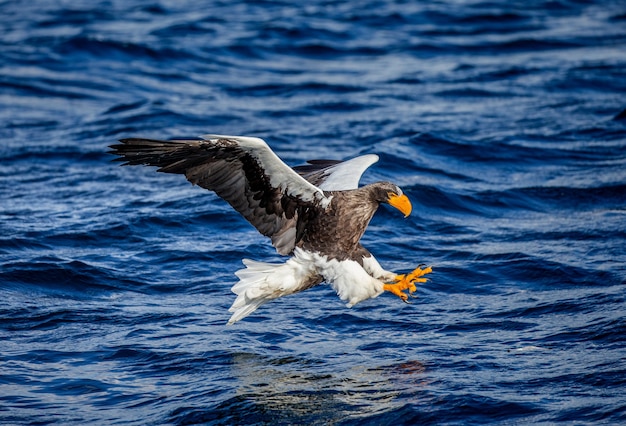 Steller sea eagle in flight