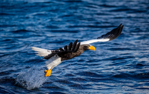 Steller sea eagle in flight