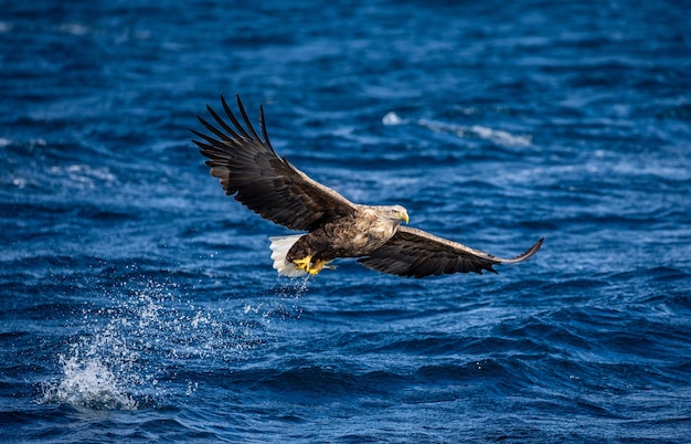 Steller sea eagle in flight