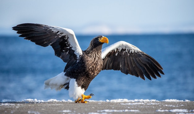 Steller sea eagle in flight
