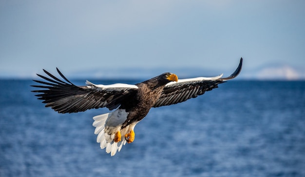 Steller sea eagle in flight