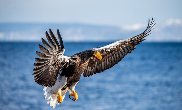 Steller sea eagle in flight