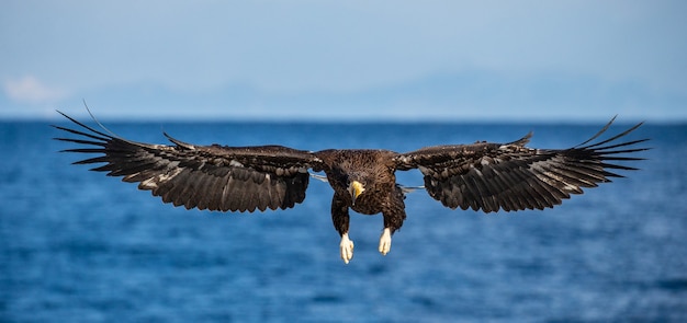 Steller sea eagle in flight