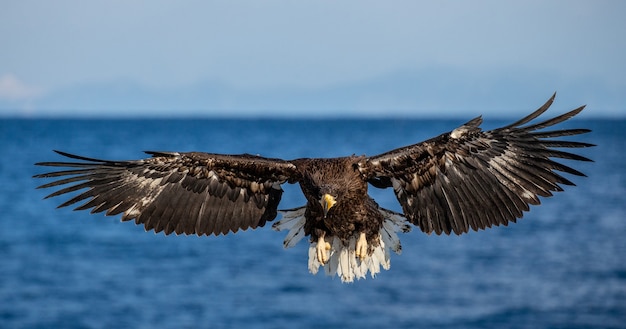 Steller sea eagle in flight