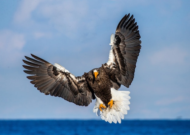 Steller sea eagle in flight