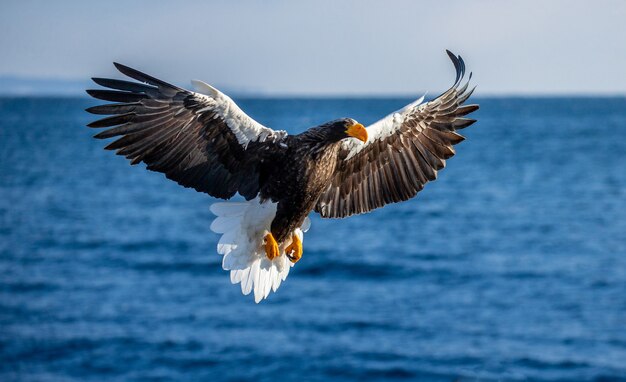 Steller sea eagle in flight