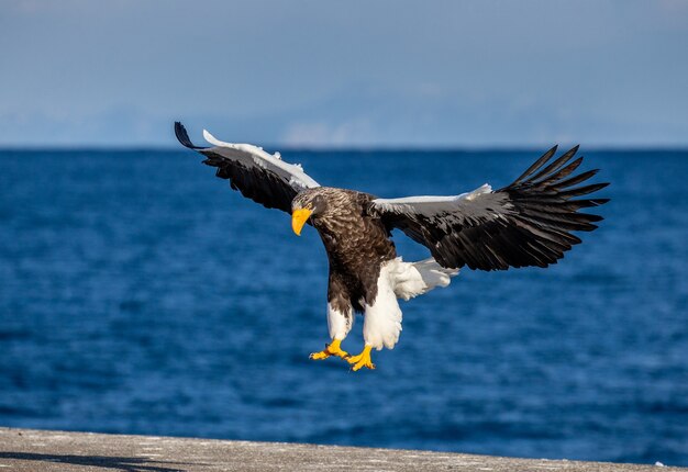 Steller sea eagle in flight