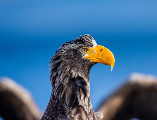 Steller sea eagle in flight