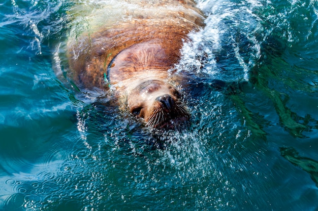 Steller sea lion in the water of Avacha Bay in Kamchatka.