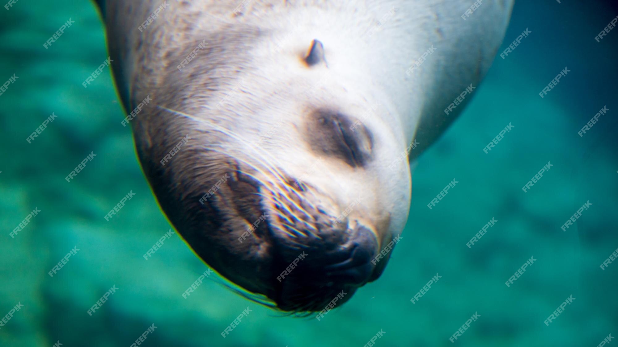 Premium Photo | Steller sea lion Premium Photo | Steller sea lion