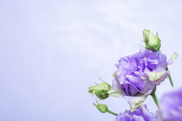 Stelletje blauwe Eustoma bloemen