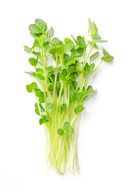 Stelletje daikon radijs microgreens van bovenaf