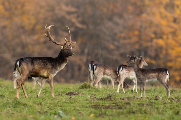 Stelletje damherten observeren op open plek in de herfst