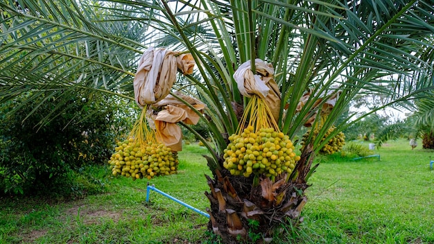 stelletje dates