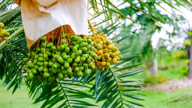 Stelletje dates