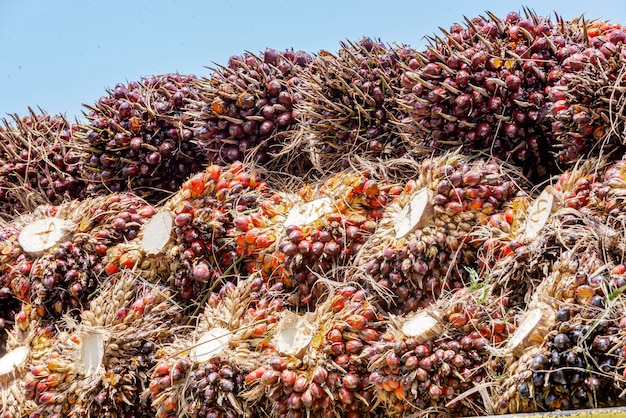 Stelletje geoogst palmoliefruit voor de industrie