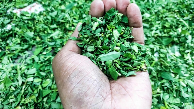 Stelletje groene kleur droge fenegriek bladeren kruiden