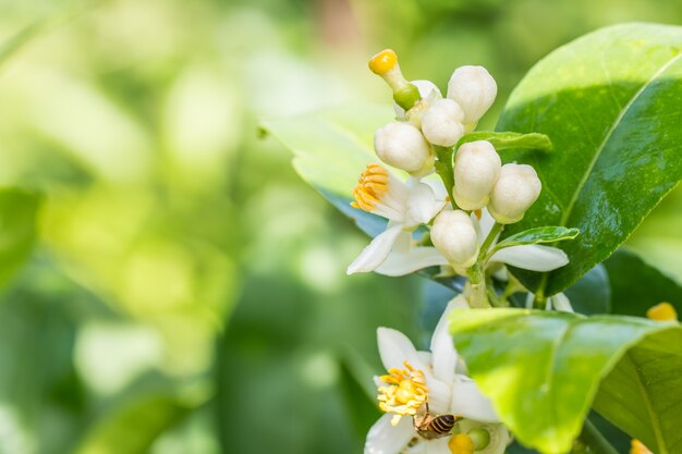 Stelletje limoen bloemen