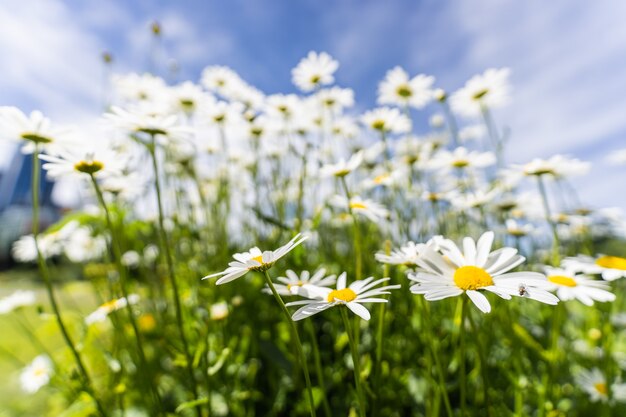 Stelletje madeliefjesbloemen op de zonnige dag