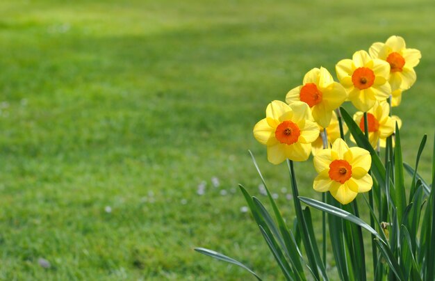 Stelletje narcissen