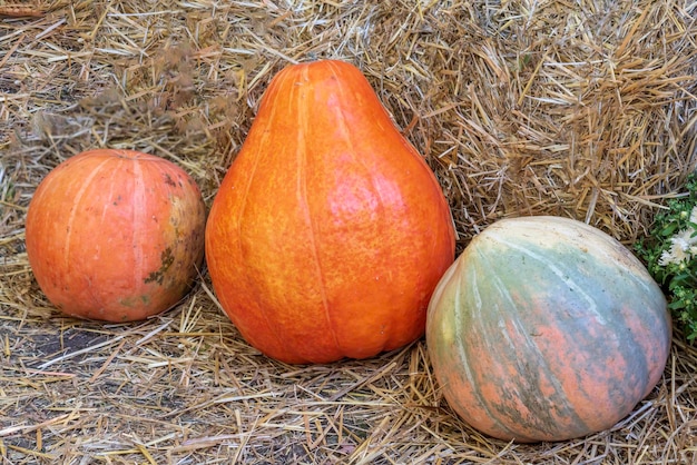 Stelletje Pompoenen in het veld