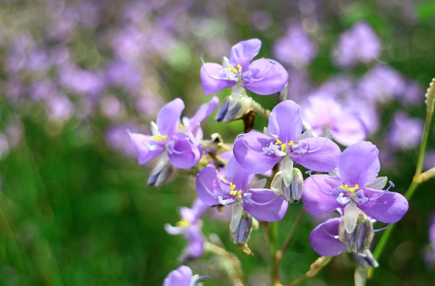 Stelletje prachtige pastelpaarse Murdannia-bloemen bloeien in het veld