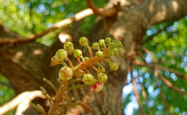 Stelletje prachtige Shorea Robusta of Sal-bloemknoppen die aan de boom groeien