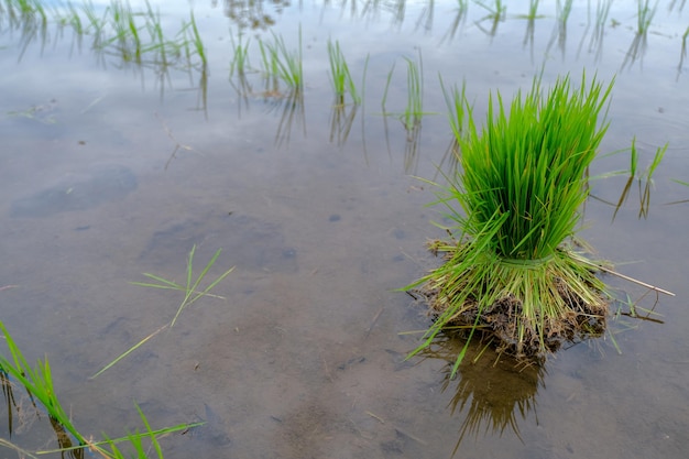 Stelletje rijstzaden klaar om in het veld te planten