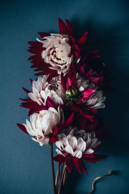 Stelletje rode en witte dahlia's