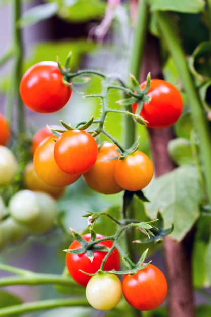 Stelletje tomaten rijpen op de tak