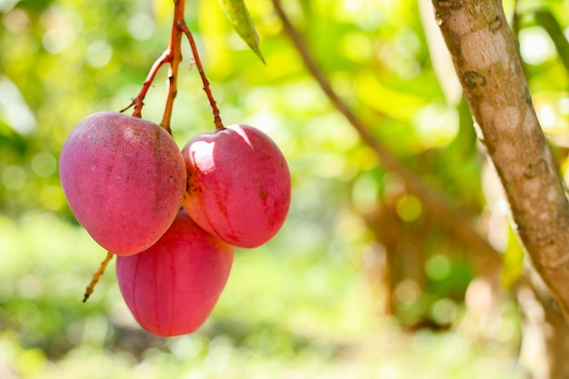 Stelletje tomy mango's tropisch fruit vooraanzicht