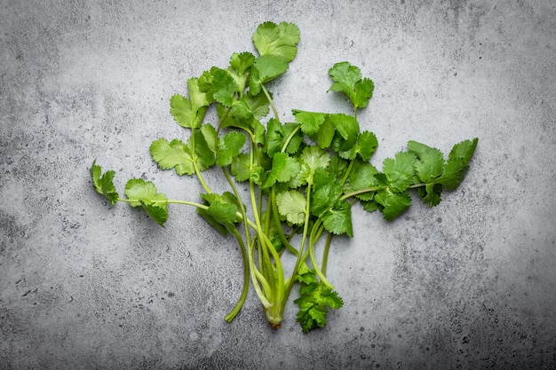 Stelletje vers geoogste groene koriander op grijze rustieke betonnen achtergrond. Koriander als groen voor het koken en kruiden van voedsel, rijk aan smaak en vitamines, goed voor de gezondheid