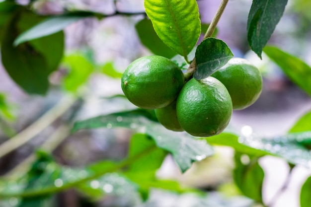 Stelletje verse biologische jonge groene citroenen die aan de boom hangen